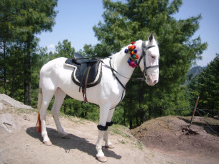 Картинка животные лошади