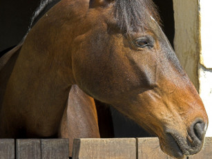 Картинка животные лошади