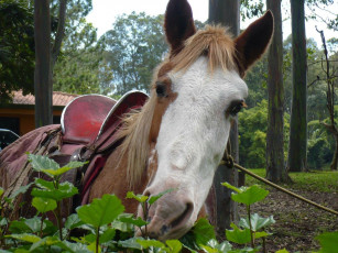 Картинка животные лошади