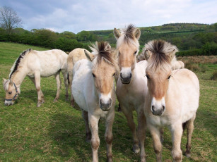 Картинка животные лошади