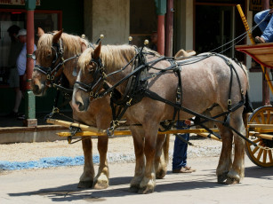 Картинка животные лошади