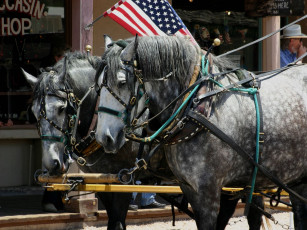 Картинка животные лошади