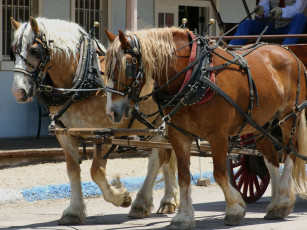 Картинка животные лошади