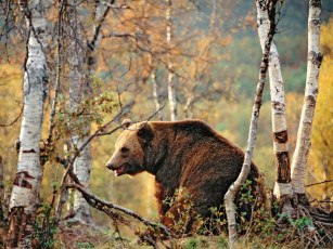 Картинка животные медведи