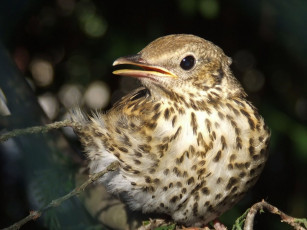 Картинка животные птицы