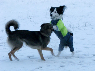 Картинка животные собаки
