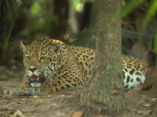 Картинка животные Ягуары