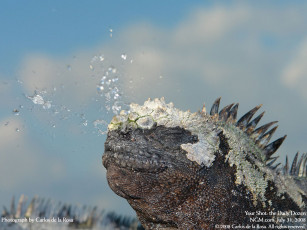 Картинка животные Ящерицы игуаны вараны