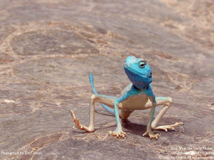 Картинка животные Ящерицы игуаны вараны