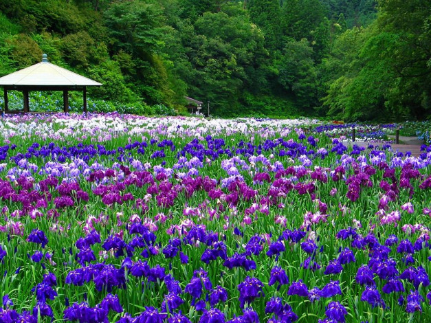 Обои картинки фото цветы, ирисы