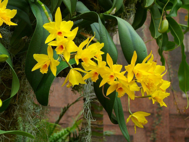 Обои картинки фото цветы, орхидеи