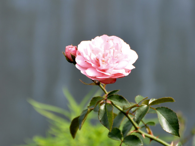 Обои картинки фото цветы, розы