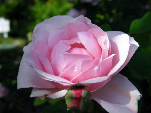 Обои картинки фото цветы, розы