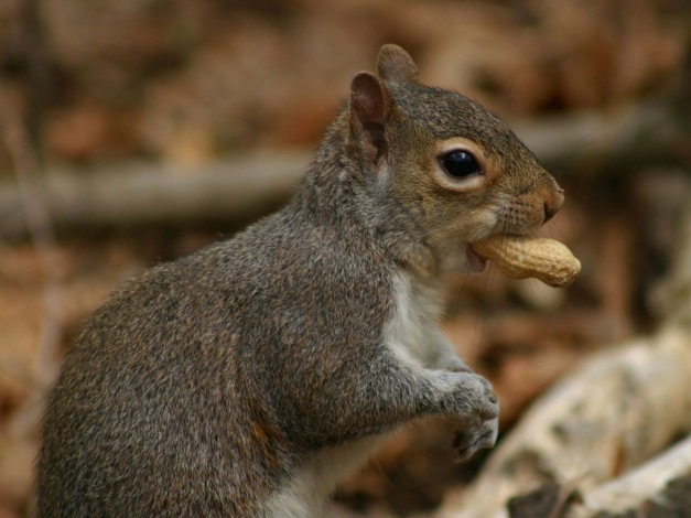 Обои картинки фото животные, белки