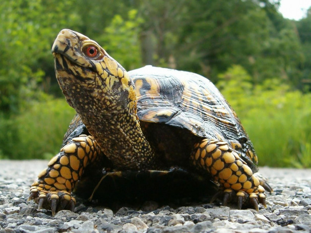 Обои картинки фото животные, Черепахи
