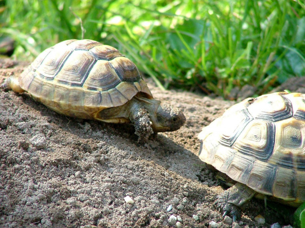 Обои картинки фото животные, Черепахи