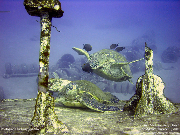 Обои картинки фото животные, Черепахи