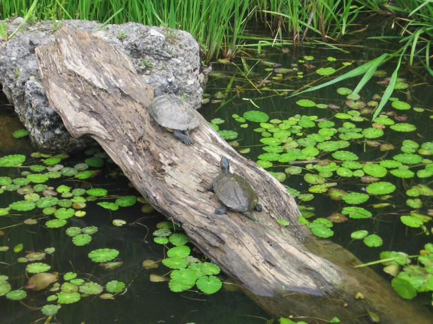 Обои картинки фото животные, Черепахи