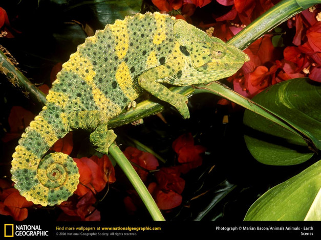 Обои картинки фото животные, хамелеоны