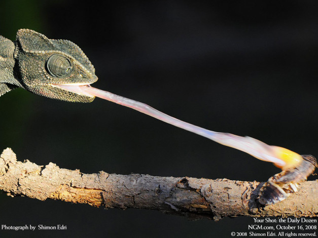 Обои картинки фото животные, хамелеоны