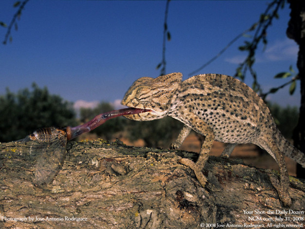 Обои картинки фото животные, хамелеоны