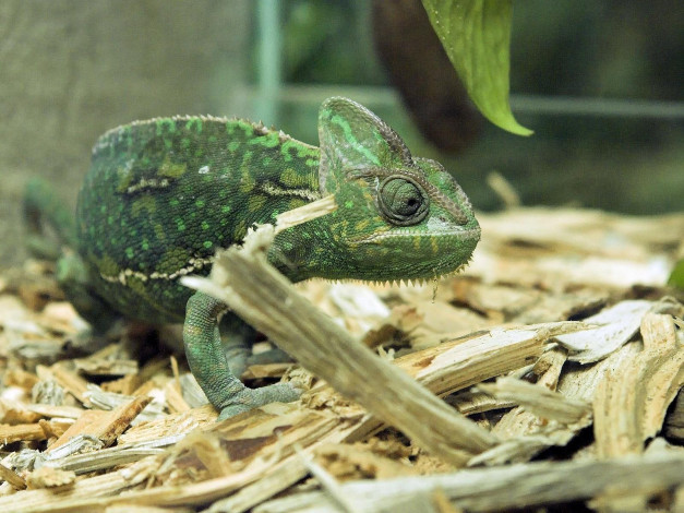 Обои картинки фото животные, хамелеоны