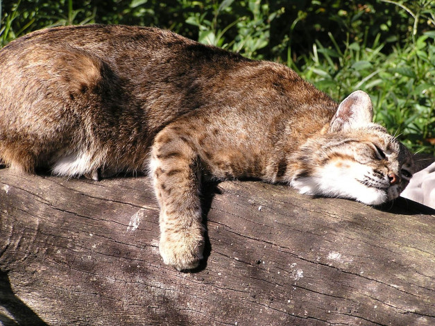 Обои картинки фото животные, коты