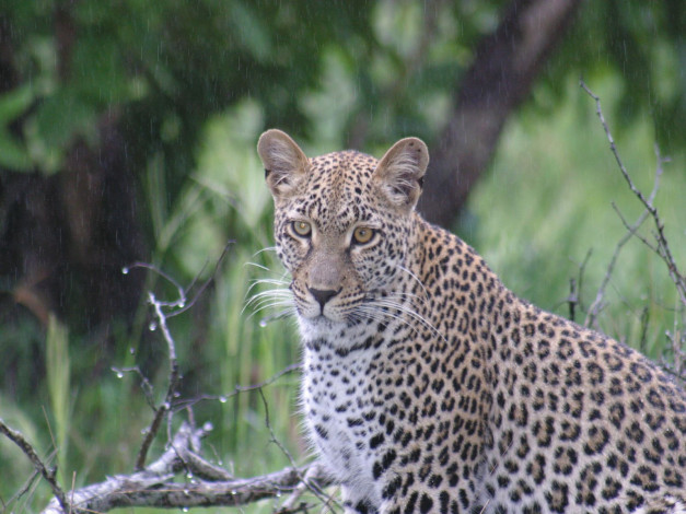 Обои картинки фото животные, леопарды