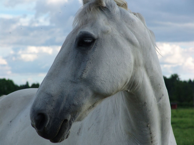 Обои картинки фото животные, лошади