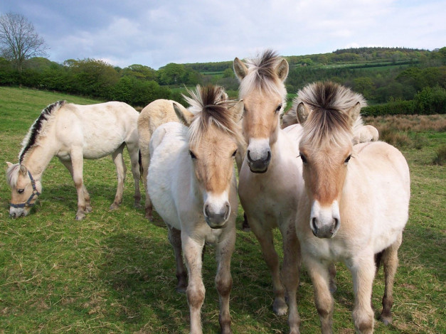 Обои картинки фото животные, лошади