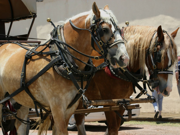 Обои картинки фото животные, лошади