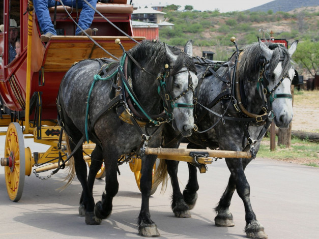 Обои картинки фото животные, лошади