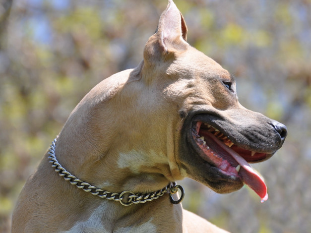 Обои картинки фото животные, собаки