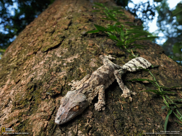 Обои картинки фото животные, Ящерицы, игуаны, вараны