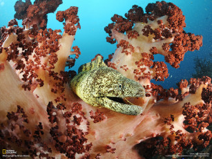 обоя животные, мурены