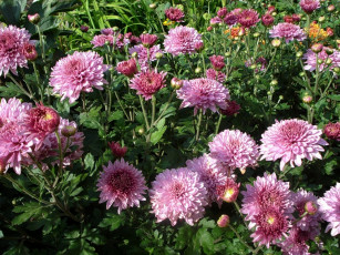 Картинка цветы хризантемы клумба