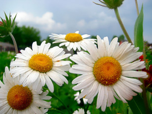 Картинка цветы ромашки лепестки