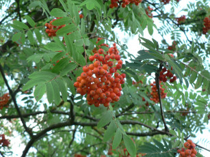 Картинка природа Ягоды рябина гроздья рябины