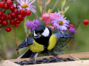 Картинка животные синицы лазоревки синица семечки ягоды калина