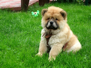 Картинка животные собаки чау-чау