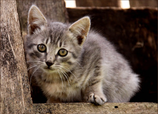 Картинка животные коты котёнок