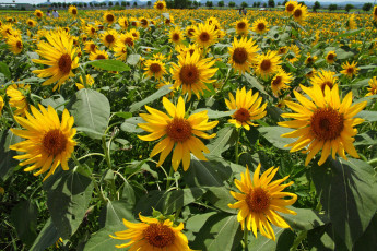 Картинка цветы подсолнухи лето поле