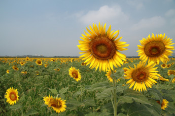 Картинка цветы подсолнухи лето поле