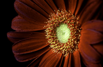 Картинка цветы герберы макро бордовый лепестки