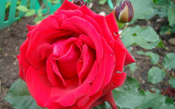 Картинка цветы розы алая яркая