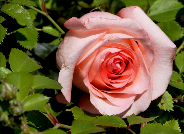 Обои картинки фото цветы, розы, бутон, макро