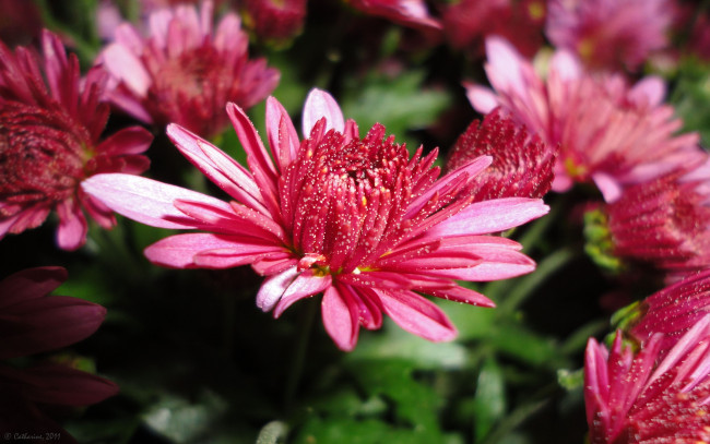 Обои картинки фото цветы, хризантемы, макро