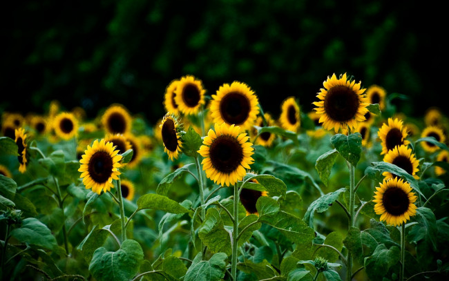 Обои картинки фото цветы, подсолнухи, тёмный, фон