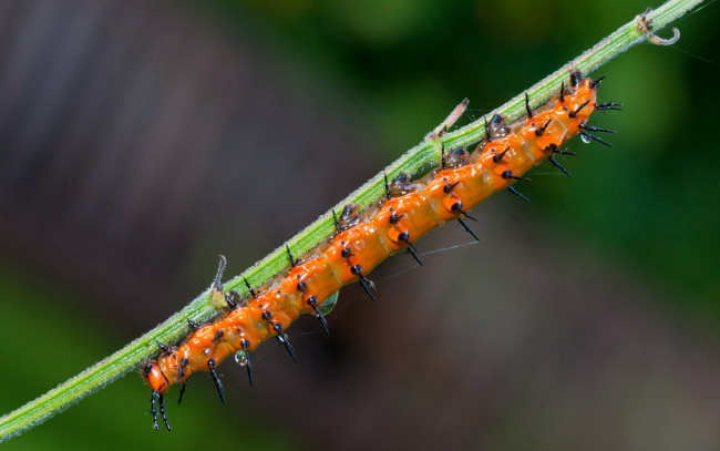 Обои картинки фото животные, гусеницы, веточка