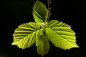 Картинка природа листья фон